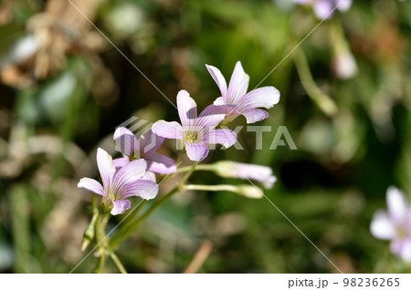 ムラサキカタバミの花 ムラサキカタバミの花 98236265