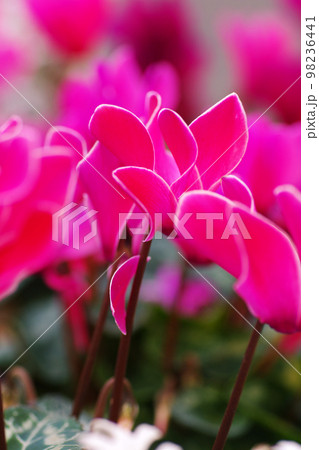 野外で咲いたピンクのシクラメンの花色が優しく、美しい 野外で咲いたピンクのシクラメンの花色が優しく、美しい 98236441