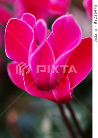 野外で咲いたピンクのシクラメンの花色が優しく、美しい 野外で咲いたピンクのシクラメンの花色が優しく、美しい 98236445