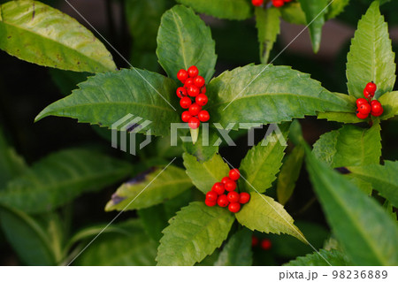 センリョウの赤い実が美しい 98236889