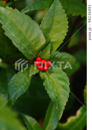 センリョウの赤い実が美しい 98236891