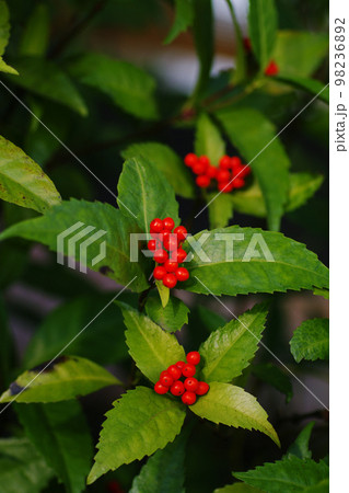 センリョウの赤い実が美しい 98236892