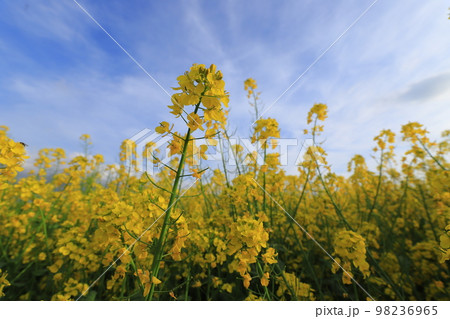 菜の花と青空と白い雲 98236965