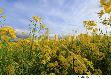 菜の花と青空と白い雲 菜の花と青空と白い雲 98236966