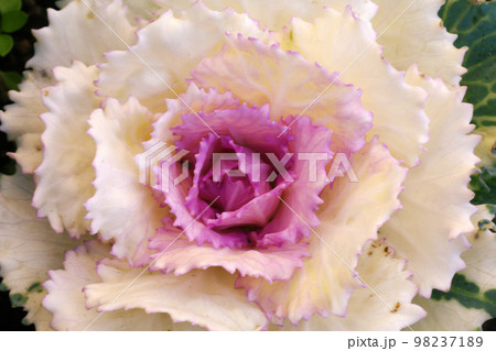臼ピンクのハボタン（葉牡丹）の花がまるでレースの編み物のよう 98237189