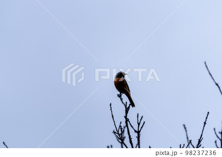 ジョウビタキ　雄 98237236