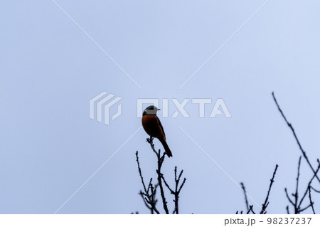 ジョウビタキ 雄 ジョウビタキ 雄 98237237