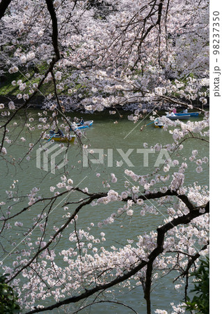 千鳥ヶ淵の桜の花 千鳥ヶ淵の桜の花 98237350
