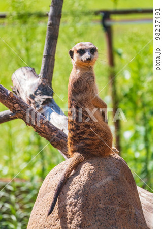 Meerkat, Suricata suricatta, on hind legs. Portrait of meerkat standing on hind legs with alert expression. Portrait of a funny meerkat sitting on its hind legs. Meerkat, Suricata suricatta, on hind legs. Portrait of meerkat standing on hind legs with alert expression. Portrait of a funny meerkat sitting on its hind legs. 98237491