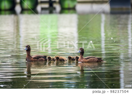 Tufted duck Family swims with their ducklings in green lake water. Tufted duck Family swims with their ducklings in green lake water. 98237504