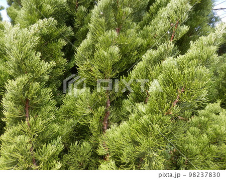 「カイヅカイブキ」の葉 「カイヅカイブキ」の葉 98237830