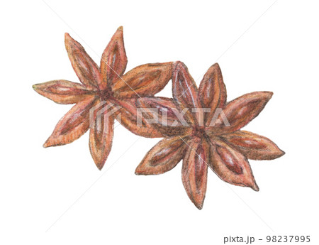 スターアニス　水彩色鉛筆スパイスイラスト 98237995