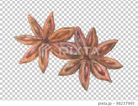 スターアニス　水彩色鉛筆スパイスイラスト 98237995