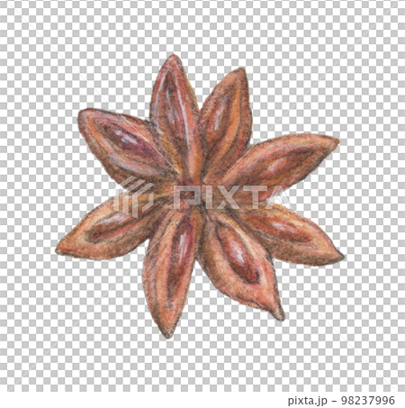 スターアニス　水彩色鉛筆スパイスイラスト 98237996