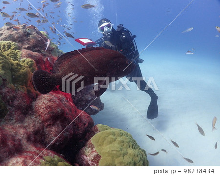 うみの森 98238434