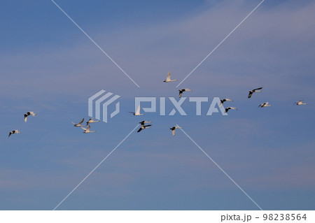 埼玉県比企郡川島町越辺川白鳥飛来地　隊列を作って空を飛び交う白鳥 98238564