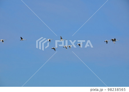 埼玉県比企郡川島町越辺川白鳥飛来地　隊列を作って空を飛び交う白鳥 98238565