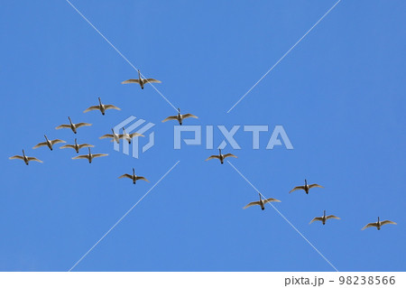 埼玉県比企郡川島町越辺川白鳥飛来地　隊列を作って空を飛び交う白鳥 98238566