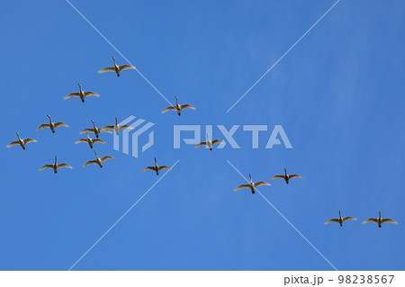 埼玉県比企郡川島町越辺川白鳥飛来地　隊列を作って空を飛び交う白鳥 98238567