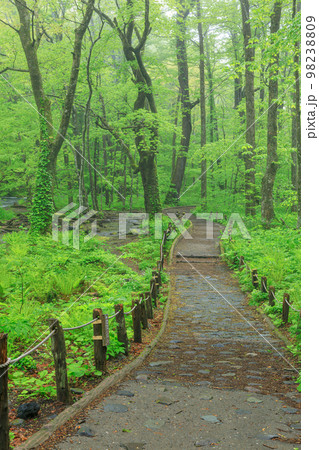 青森_奥入瀬渓流の遊歩道の風景 青森_奥入瀬渓流の遊歩道の風景 98238809