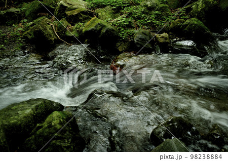 小川の水の流れ 小川の水の流れ 98238884