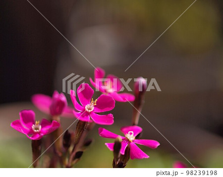 開花を始めたスパニッシュフラメンコの花のアップ 98239198