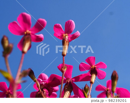 開花を始めたスパニッシュフラメンコの花のアップ 98239201