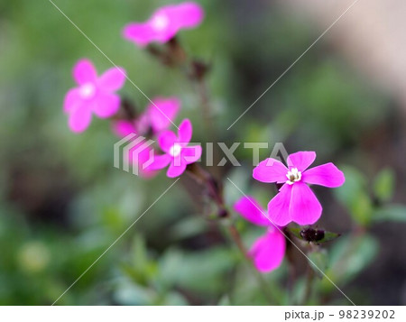 開花を始めたスパニッシュフラメンコの花のアップ 98239202