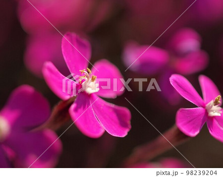 開花を始めたスパニッシュフラメンコの花のアップ 98239204