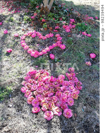 牡丹の花でハッピーバレンタイン 98239494