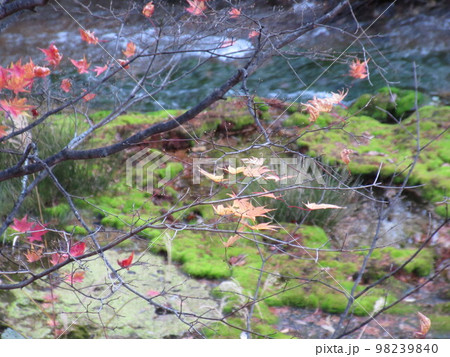 群馬県中之条町　紅葉　チャツボミゴケ 98239840