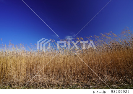 平城宮跡ススキ・オギの群生と紺碧の空 98239925