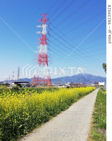 菜の花 春2023 ここから始まる 菜の花 春2023 ここから始まる 98239928