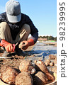 里芋の収穫風景 98239995