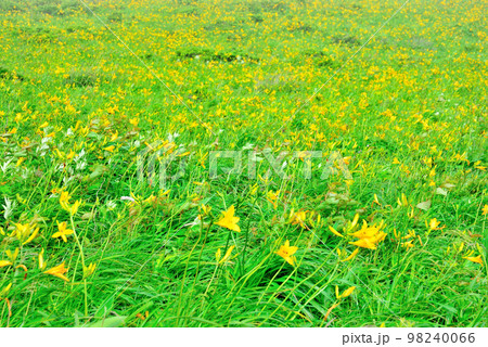 ニッコウキスゲ　長野県霧ヶ峰高原 98240066