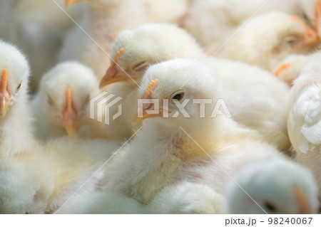 ひよこの群れのクローズアップ 98240067