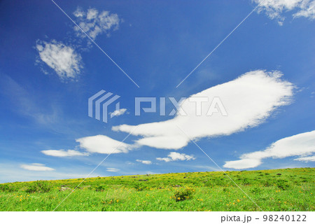 ニッコウキスゲ 長野県霧ヶ峰高原 ニッコウキスゲ 長野県霧ヶ峰高原 98240122