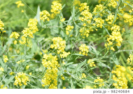 可愛らしい小さな黄色の菜の花が咲いている春の野原の写真素材