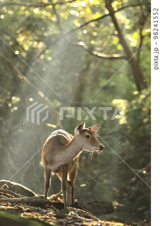奈良の鹿 98241552