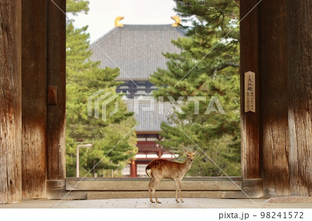 奈良の鹿 奈良の鹿 98241572