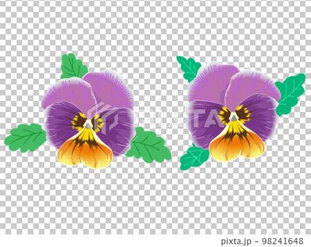 Purple pansy 98241648