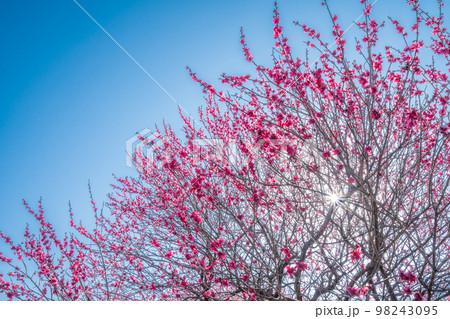 梅の花と青空 98243095