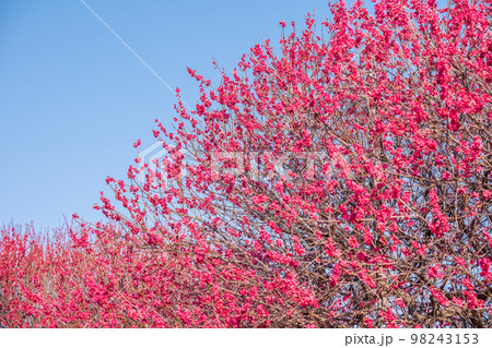 梅の花と青空 梅の花と青空 98243153