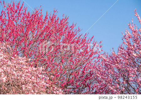 梅の花と青空 98243155