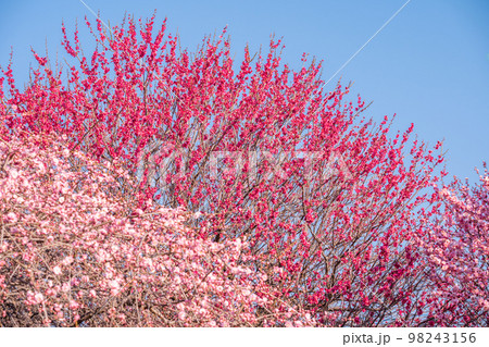 梅の花と青空 98243156