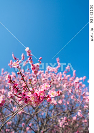 梅の花と青空 98243159