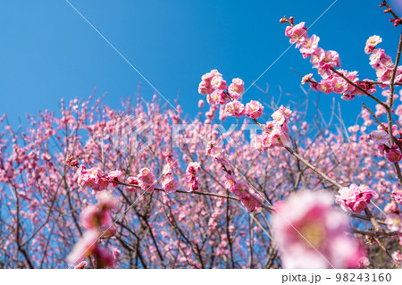 梅の花と青空 梅の花と青空 98243160