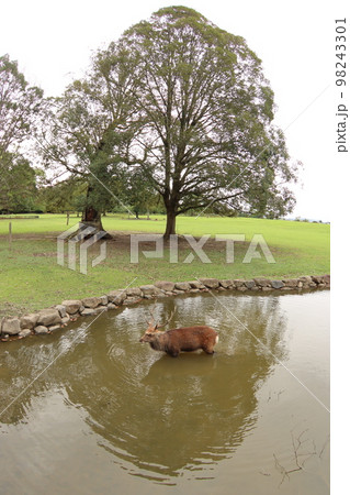 奈良の鹿 98243301