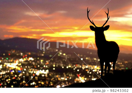 奈良の鹿 98243302