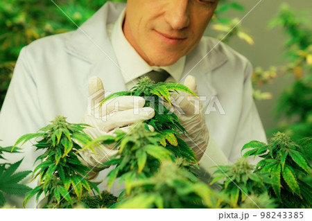 A male scientist inspects the gratifying leaves of cannabis plant. 98243385